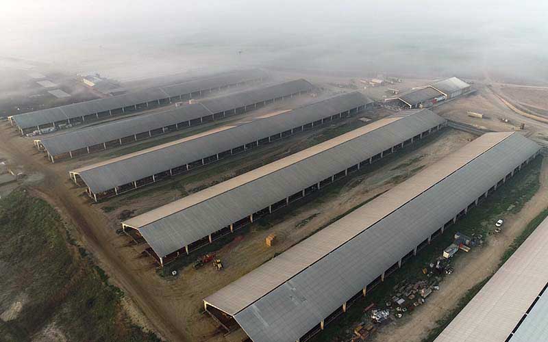 Vue aérienne de plusieurs grands hangars d'élevage par temps brumeux.