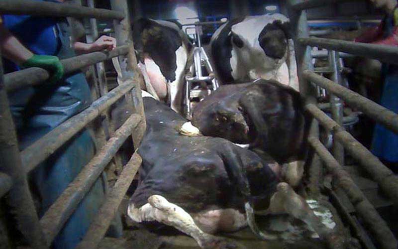 Des vaches entassées ou couchées dans une structure métallique étroite, manipulées par des ouvriers.