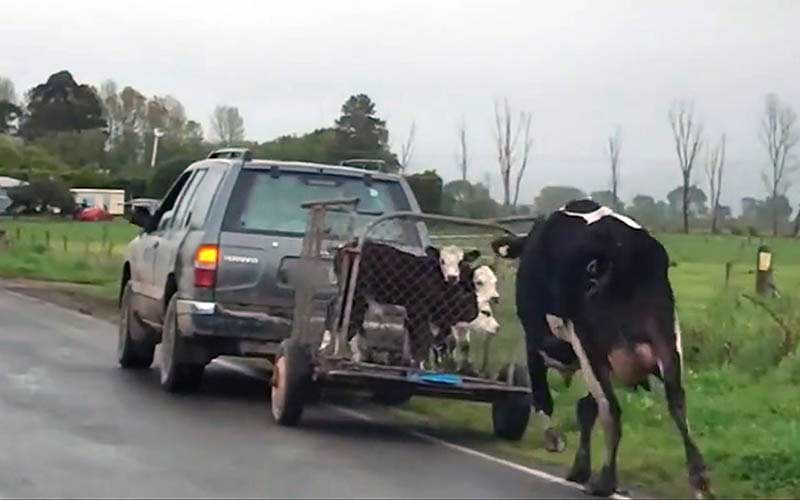 Une vache court à côté d'une petite remorque grillagée transportant de jeunes veaux tractée par un véhicule sur une route de campagne.