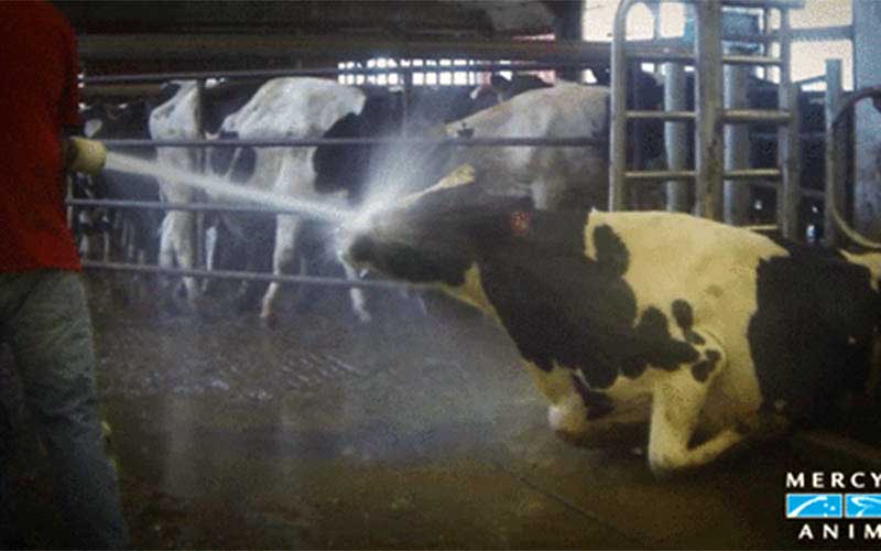 Une personne arrose une vache au jet d'eau dans une étable.