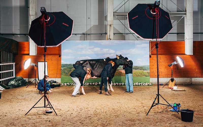 Plusieurs personnes s'affairent autour d'une vache dans une installation semblable à un studio photo professionnel avec des éclairages.