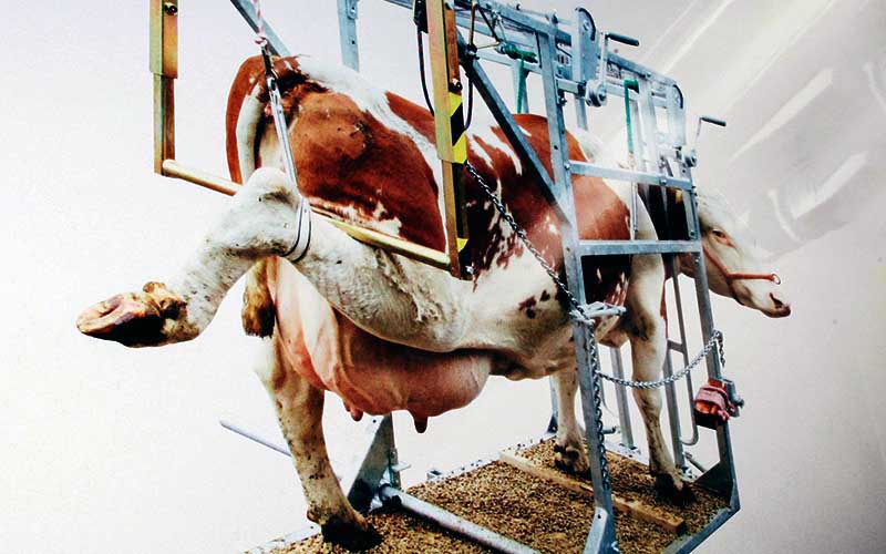 Une vache attachée et inclinée sur une structure métallique pour des soins aux sabots.