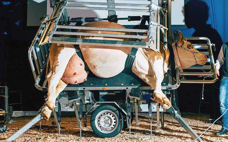Une vache maintenue et couchée sur le flanc dans une bétaillère ou un dispositif de transport spécialisé.