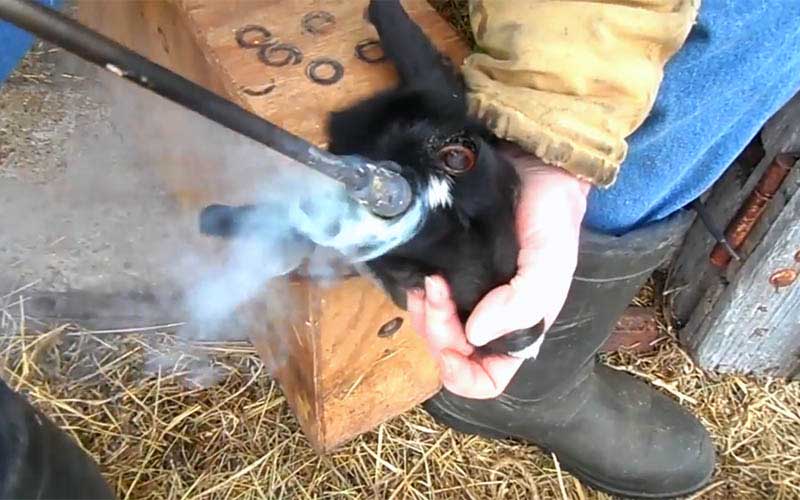 Gros plan d'une personne en train d'écorner un jeune animal avec un outil chauffant.