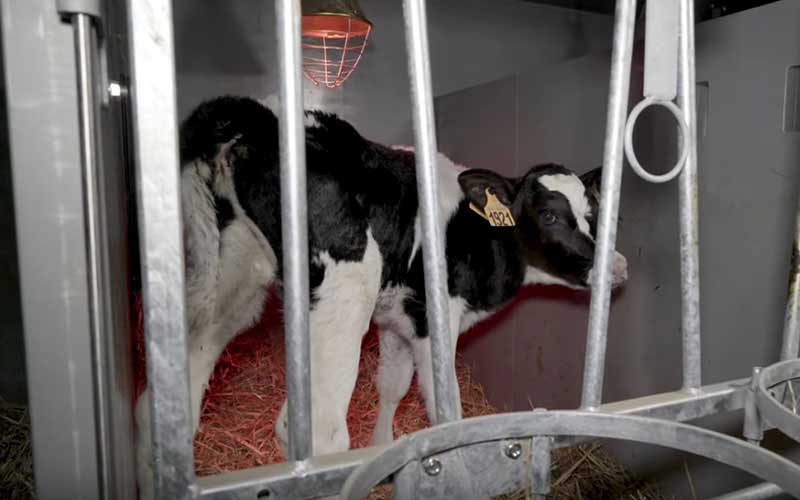 Un jeune veau enfermé dans un enclos exigu avec de la paille et une lampe chauffante.