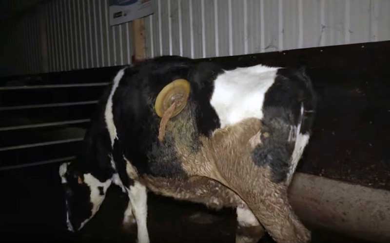 Une vache munie d'une canule fistule sur le flanc dans un bâtiment d'élevage.