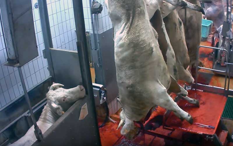 Une vache vivante regarde des carcasses suspendues dans un abattoir.