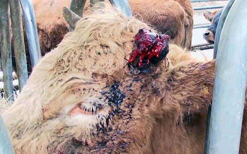 Gros plan sur la tête d'une vache avec une blessure ensanglantée à l'oreille et des traces de sang sur le visage.