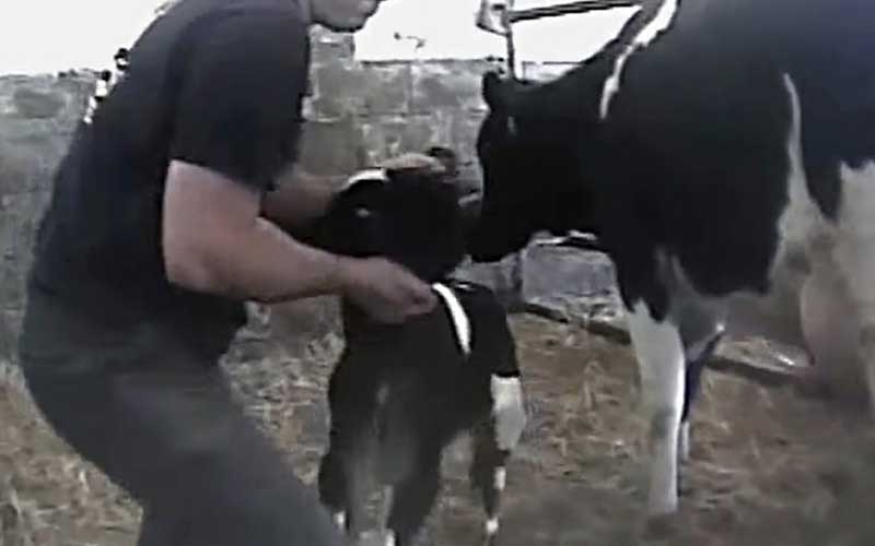 Une personne tient un jeune animal dans un enclos en présence d'une vache adulte.