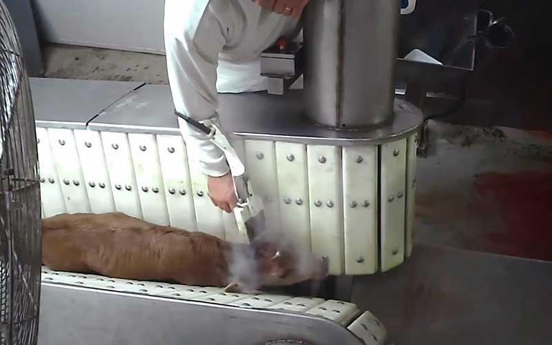 Un animal sur un convoyeur mécanique dans une installation de transformation, exposé à de la vapeur.