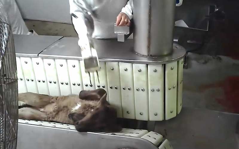Un animal couché sur le dos sur un convoyeur à l'intérieur d'une usine.