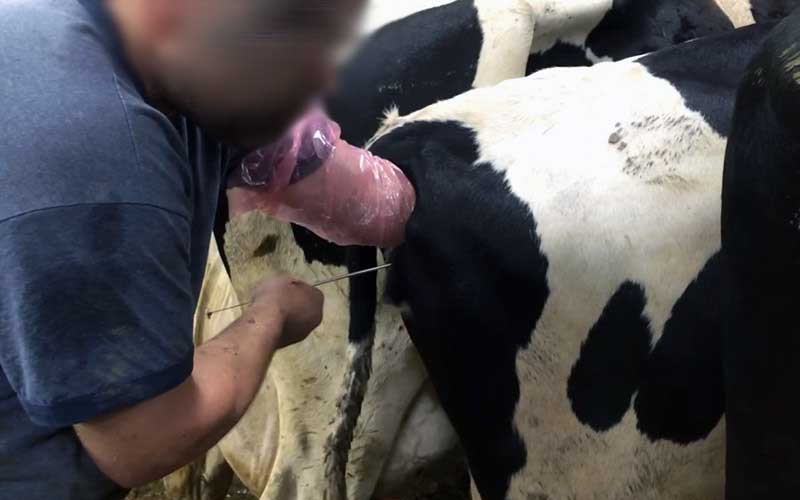 Une personne procède à une intervention sur l'arrière-train d'une vache à l'aide d'un dispositif gainé.