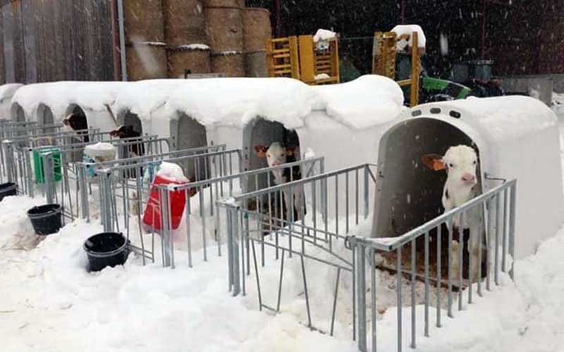Plusieurs niches à veaux extérieures alignées et partiellement recouvertes de neige.