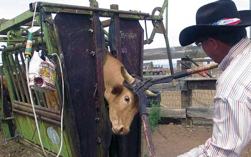 Une vache immobilisée dans une cage de contention pendant qu'une personne intervient sur sa tête.