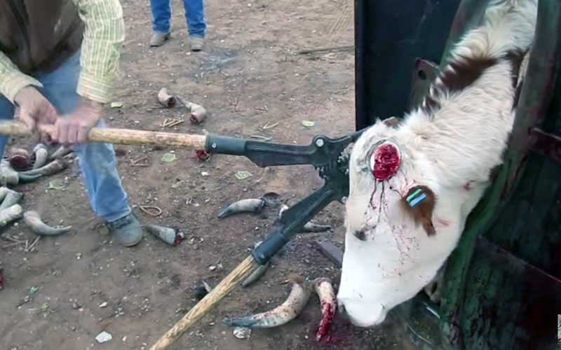 Une personne utilisant un outil de coupe mécanique sur la tête d'une vache immobilisée.