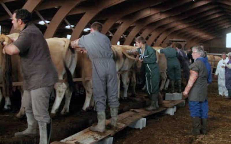 Plusieurs personnes en vêtements de travail alignées pour effectuer des interventions sur l'arrière-train d'un groupe de vaches dans une étable.