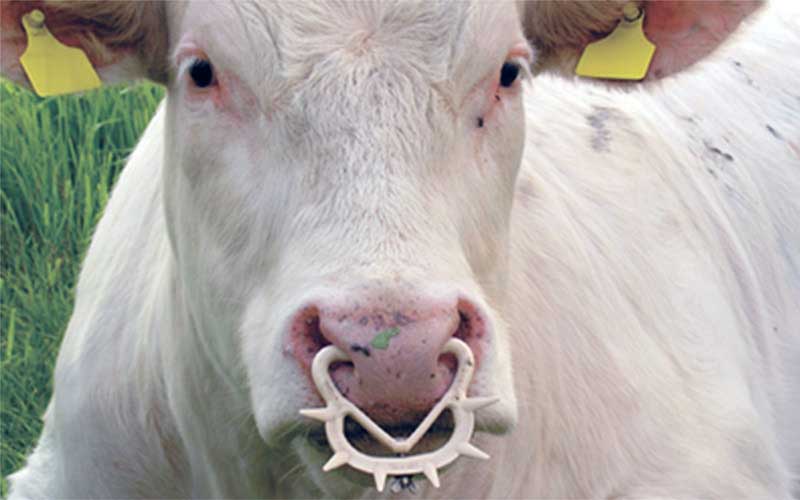 Gros plan sur la tête d'une vache portant un anneau nasal muni de pointes.