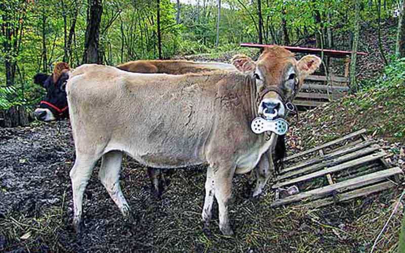 Une vache dans un pré portant un anneau nasal muni d'une plaque empêchant l'allaitement.