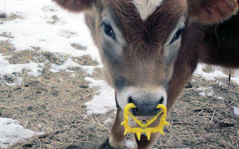 Gros plan sur la tête d'un jeune veau portant un anneau nasal en plastique jaune muni de pointes.