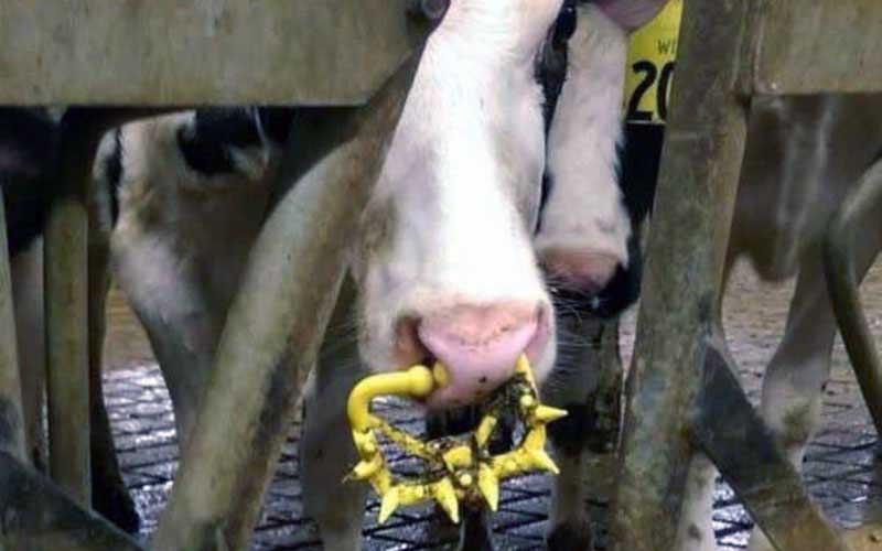 Vue rapprochée d'une vache dans une stalle portant un dispositif de sevrage nasal en plastique jaune avec des pointes.
