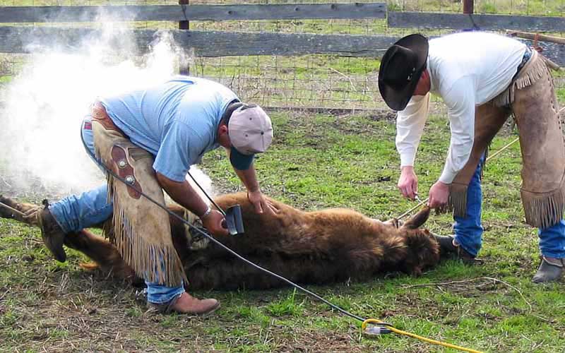 Deux personnes en tenue de cow-boy immobilisant un veau au sol pour procéder au marquage au fer chaud.