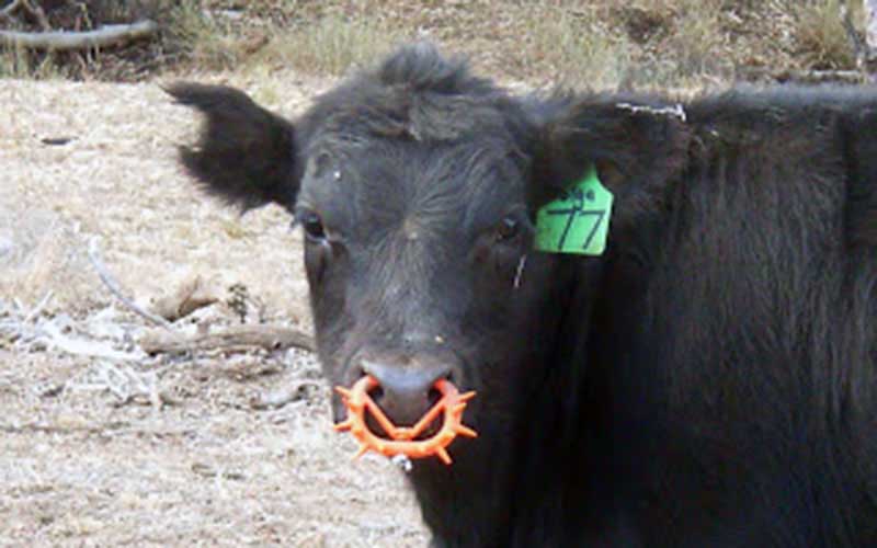 Gros plan sur un jeune bovin noir portant un anneau nasal en plastique orange muni de pointes.