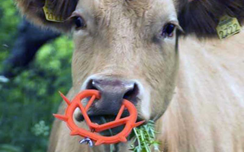 Vue rapprochée d'une vache de couleur claire broutant de l'herbe tout en portant un dispositif de sevrage nasal orange épineux.