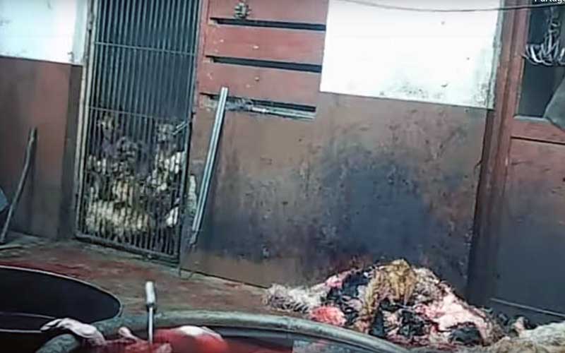 Des cages contenant des animaux à l'intérieur d'un établissement avec des carcasses au sol.