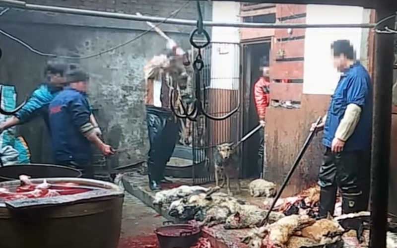 Des individus travaillant dans un abattoir entourés de dépouilles d'animaux.