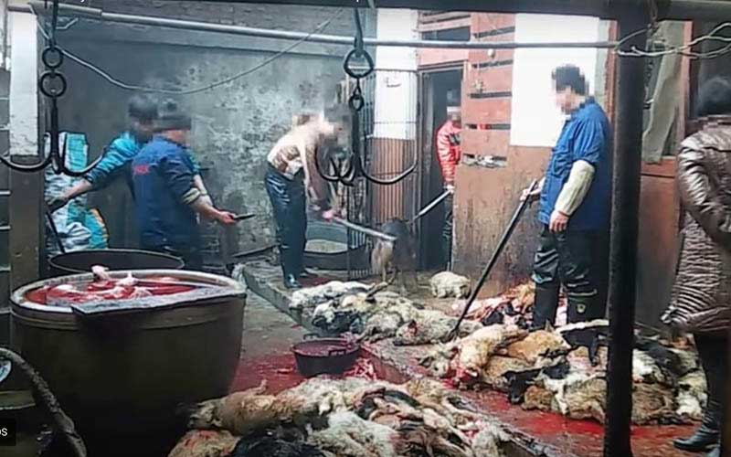 Vue similaire des ouvriers et des carcasses d'animaux dans un espace de transformation.