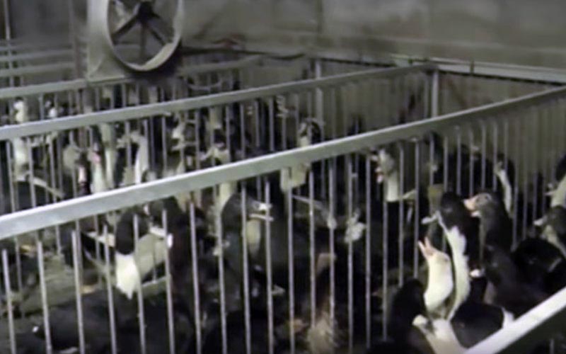 Des canards confinés à l'intérieur de cages dans un bâtiment d'élevage.