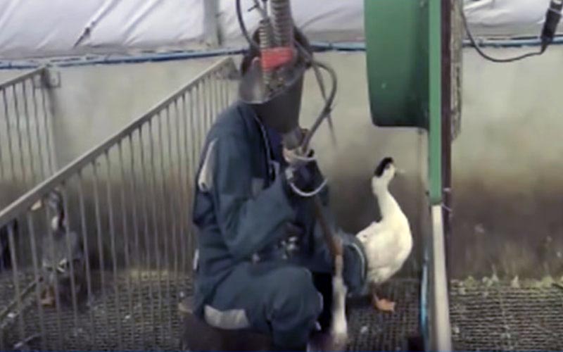 Un travailleur utilisant un tube de gavage pour alimenter de force un canard.