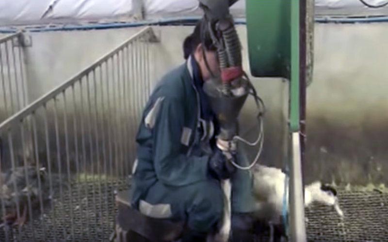 Le processus de gavage en cours avec un canard maintenu par l'opérateur.