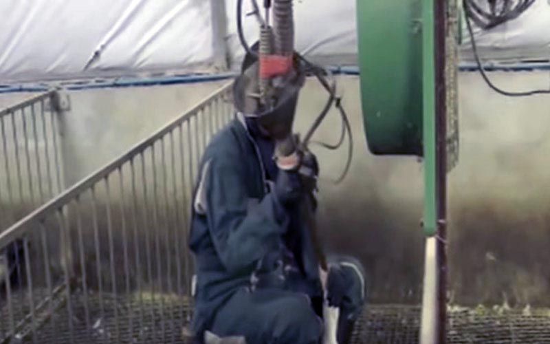 Un travailleur manipulant l'équipement de gavage près des cages d'élevage.