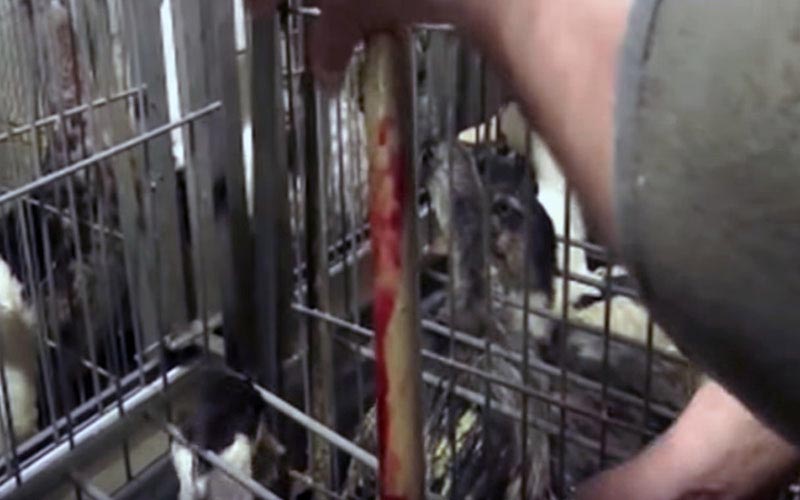 Un tube de gavage ensanglanté tenu par un opérateur entre les cages.