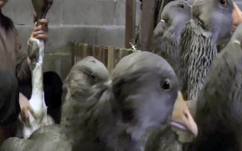 Des oies et des canards rassemblés dans un enclos exigu.