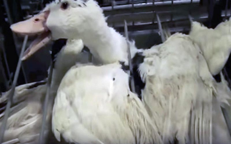 Un canard visiblement stressé le bec ouvert à travers les barreaux de sa cage.