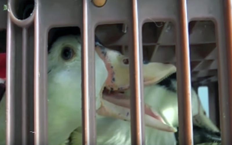 Un canard confiné dans une caisse de transport en plastique.