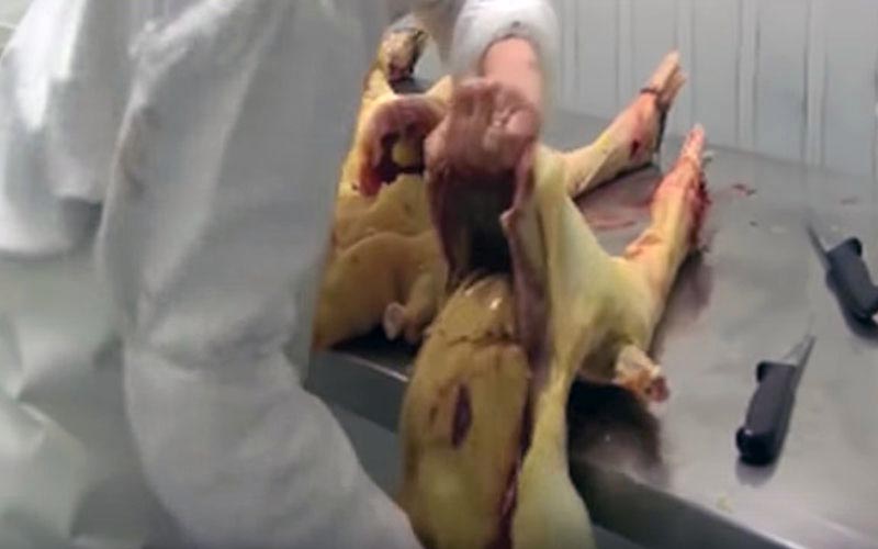 La manipulation de carcasses de volailles sur une table de découpe dans un abattoir.