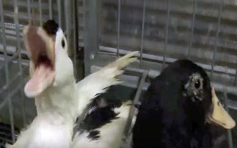 Gros plan sur deux canards dans une cage, l'un d'eux criant le bec grand ouvert.