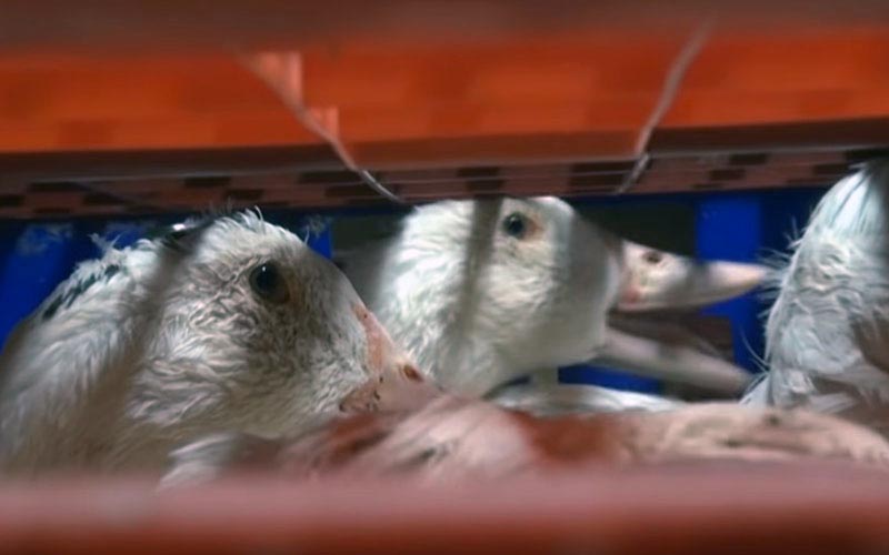 Vue à travers les structures de cages de canards entassés.