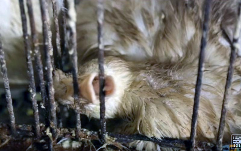 Un canard en détresse confiné dans une cage exiguë et sale.