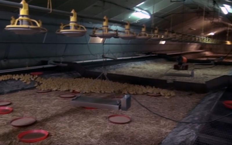 Vue générale d'un vaste bâtiment d'élevage industriel de volailles avec des lampes chauffantes.