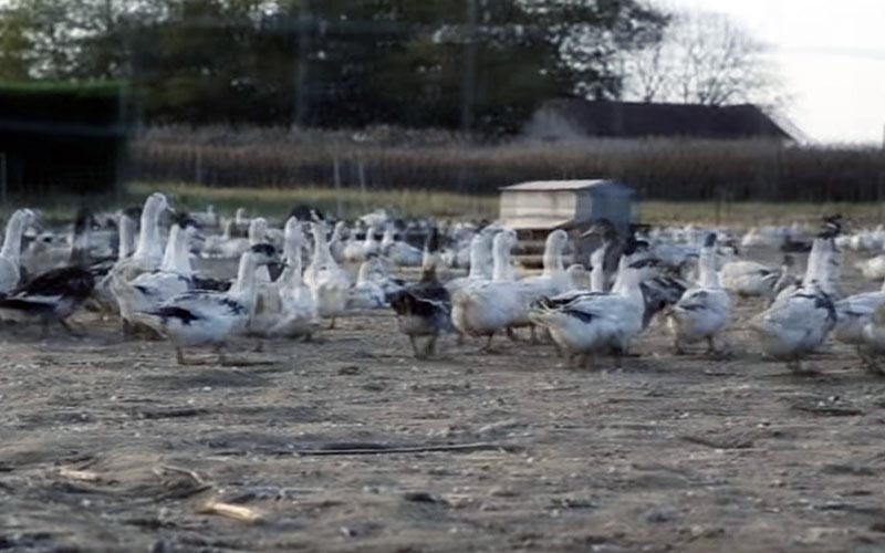 Un groupe de canards à l'extérieur dans un enclos de terre battue.