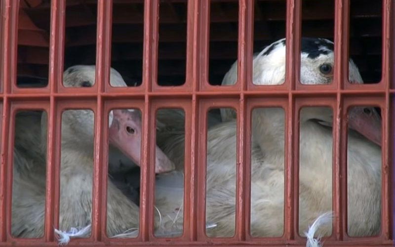 Vue rapprochée de canards confinés à l'intérieur d'une caisse de transport en plastique rouge.
