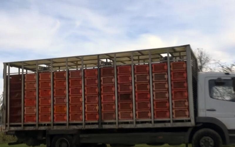 Un camion de transport chargé de caisses empilées remplies de volailles.