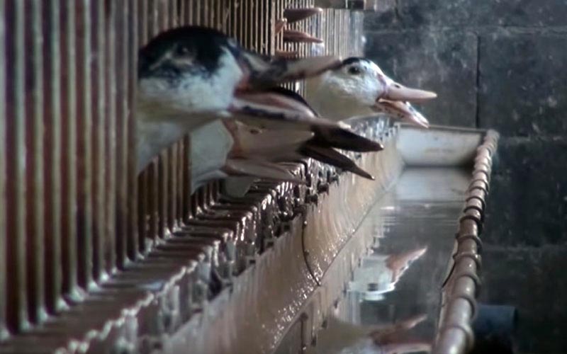 Des têtes de canards passant à travers les grilles pour atteindre une auge d'eau.