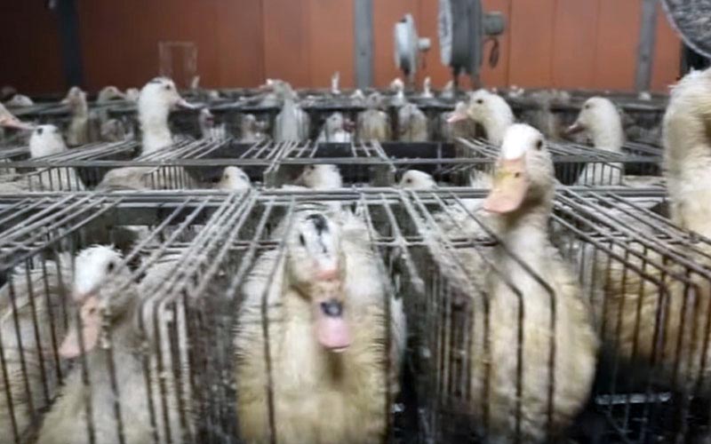 Une rangée de cages individuelles métalliques serrées contenant des canards dans un élevage.