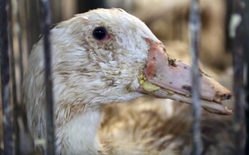Gros plan sur un canard affaibli avec des résidus de nourriture autour du bec dans sa cage.