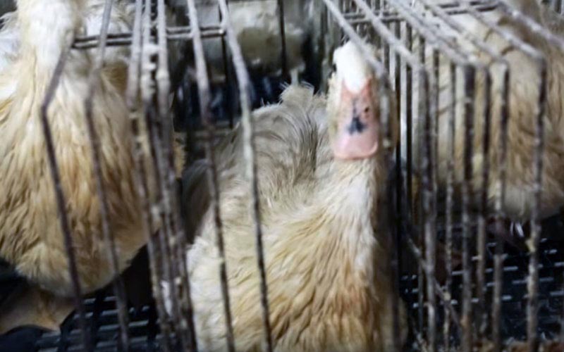Un canard enfermé dans une cage métallique étroite.